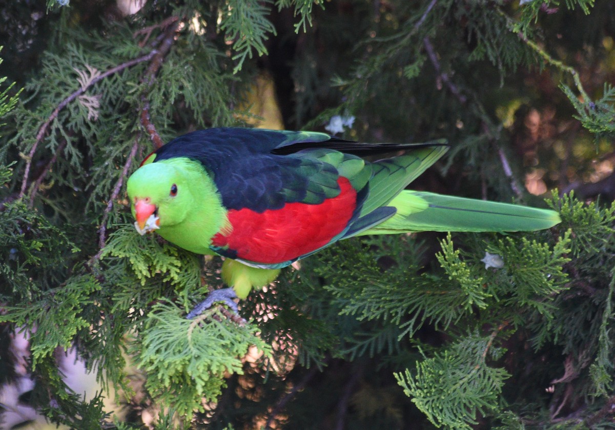 Red-winged Parrot - Natalie Betts