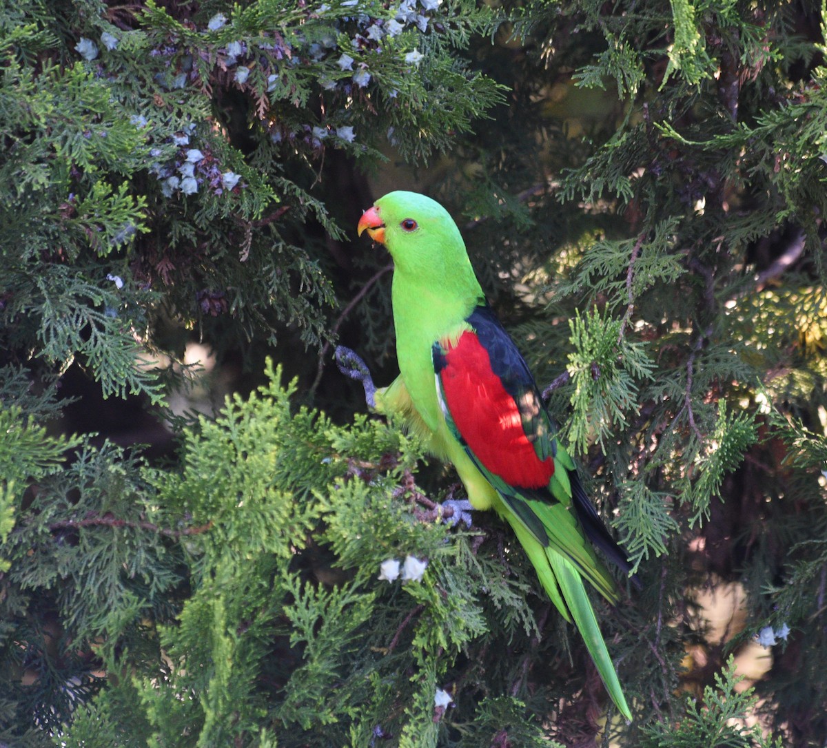 Краснокрылый попугай - ML615775093