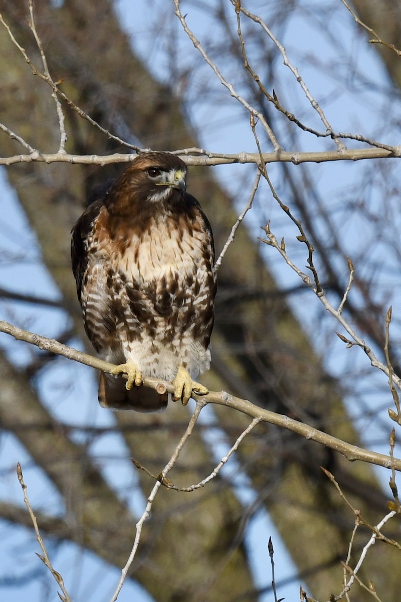 Red-tailed Hawk (abieticola) - ML615775118