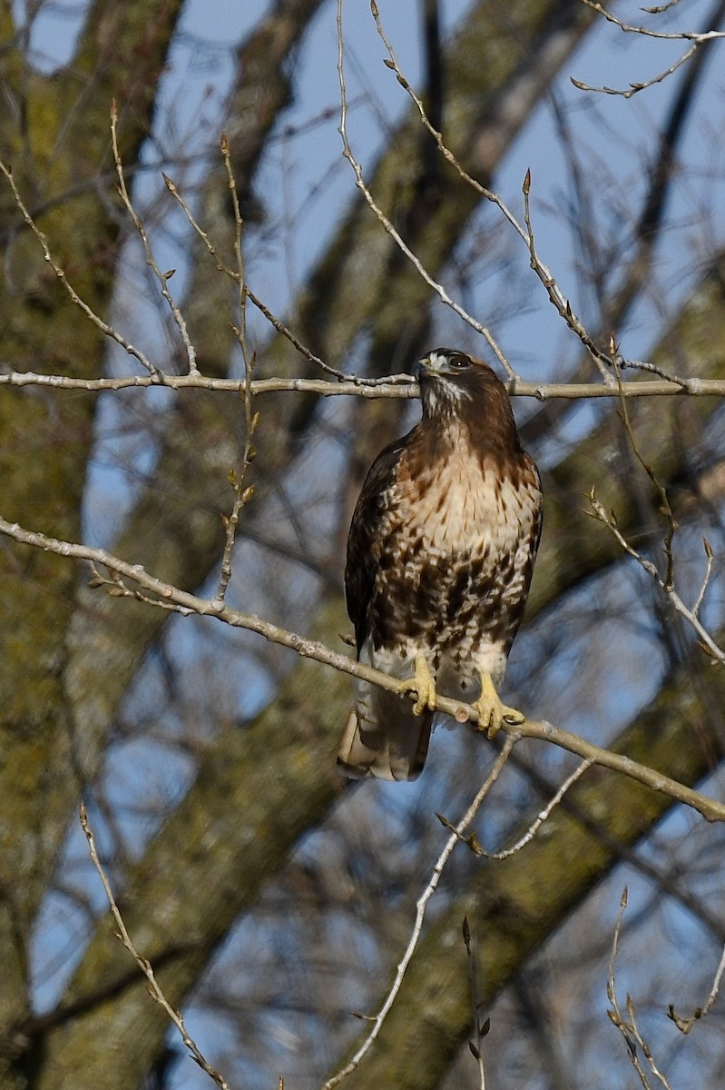 Red-tailed Hawk (abieticola) - ML615775119