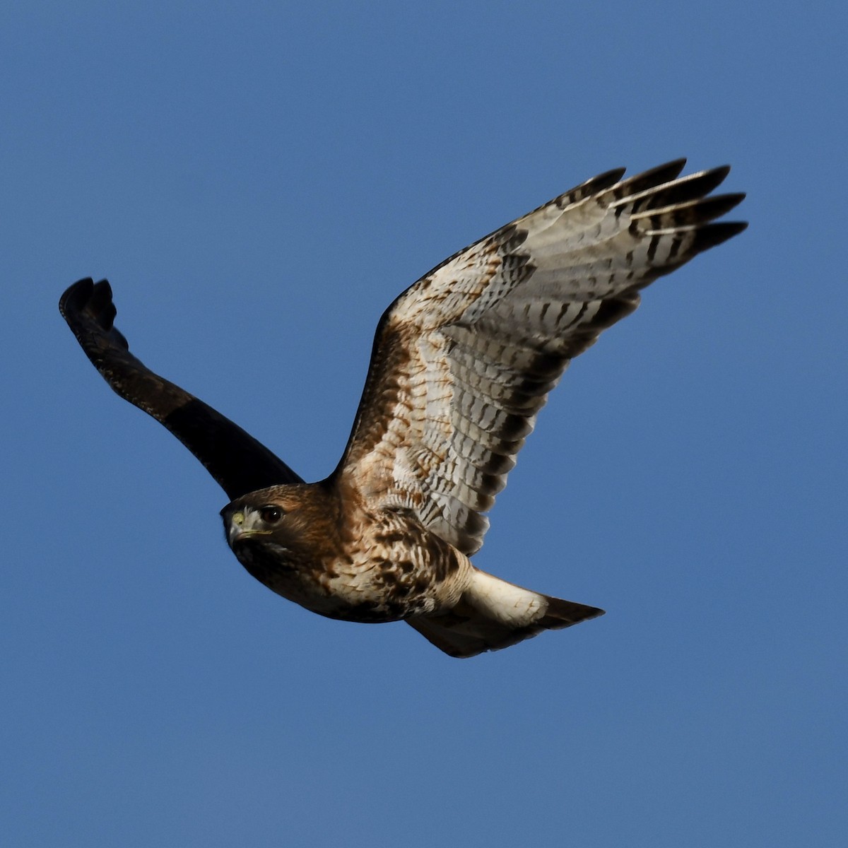 Red-tailed Hawk (abieticola) - ML615775120
