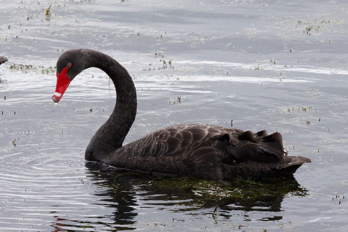 Black Swan - Gerry Mielke
