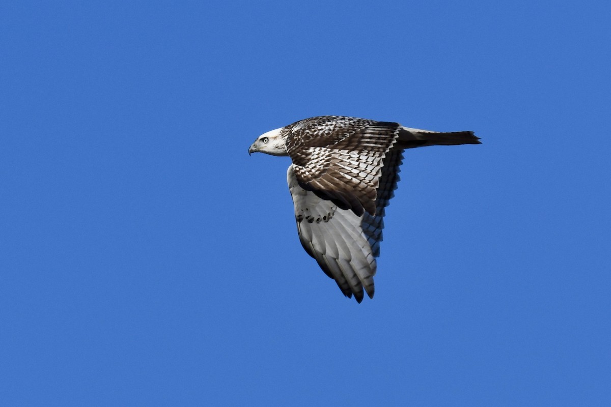 Red-tailed Hawk (Krider's) - Kevin Manley