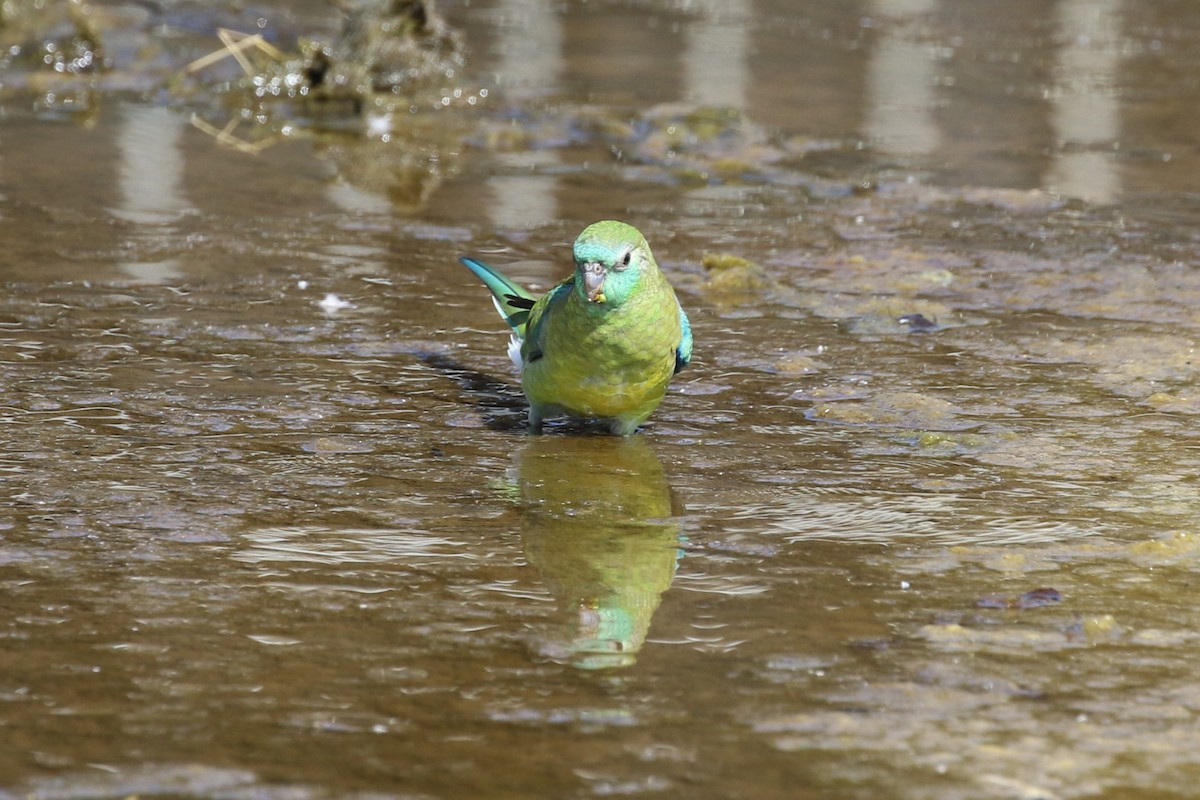 Red-rumped Parrot - ML615775457