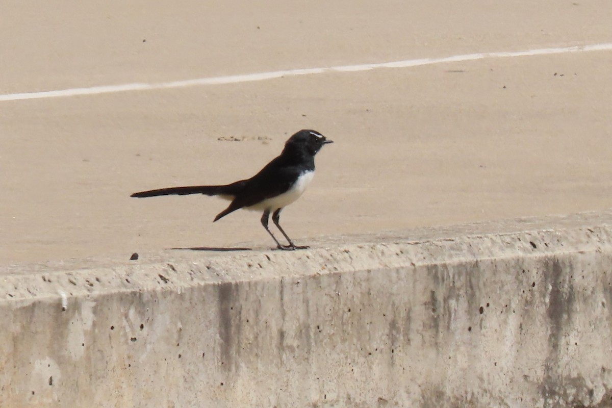 Willie-wagtail - ML615775475