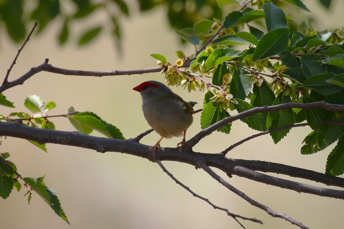 Red-browed Firetail - ML615775483