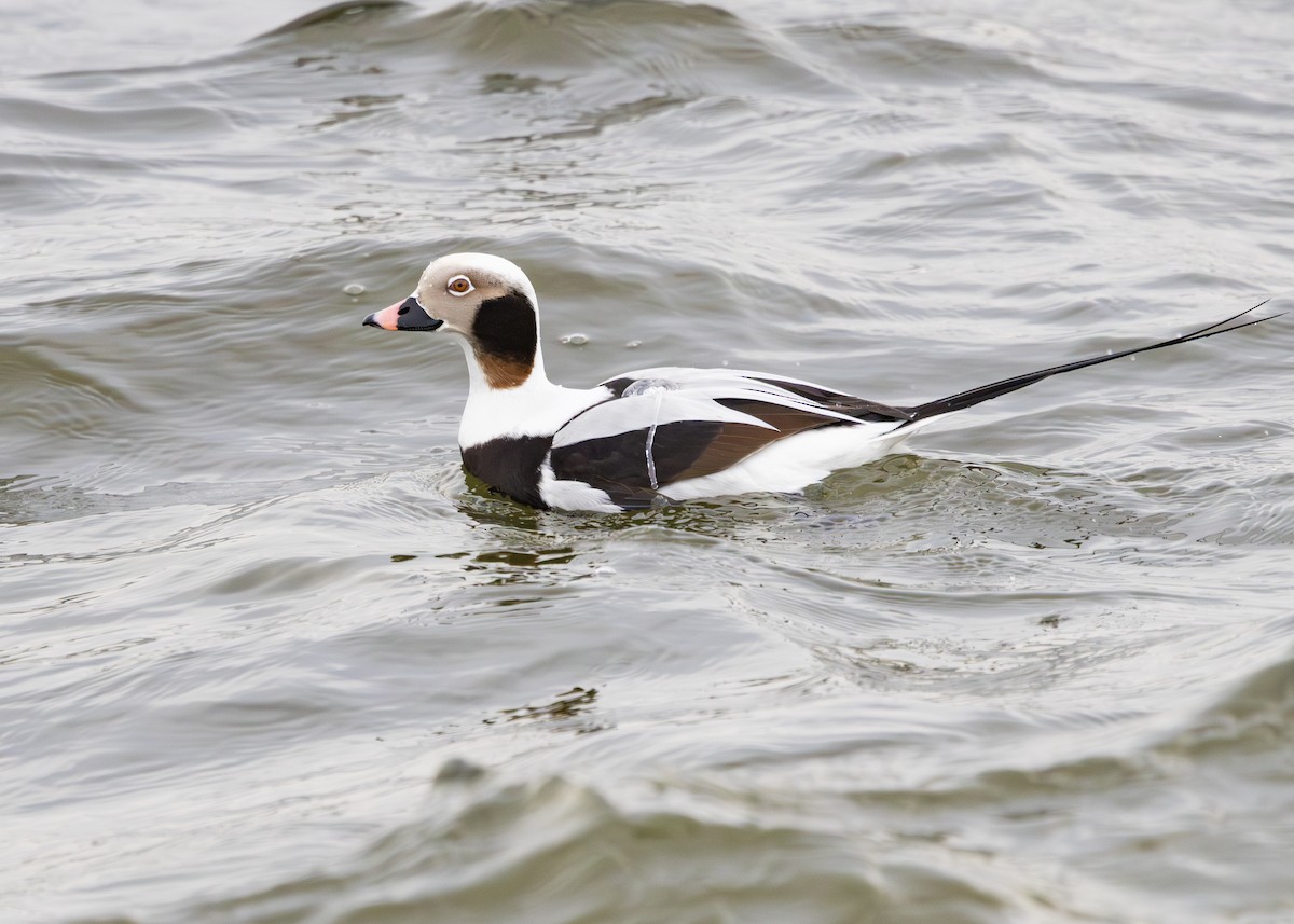 Long-tailed Duck - ML615775494