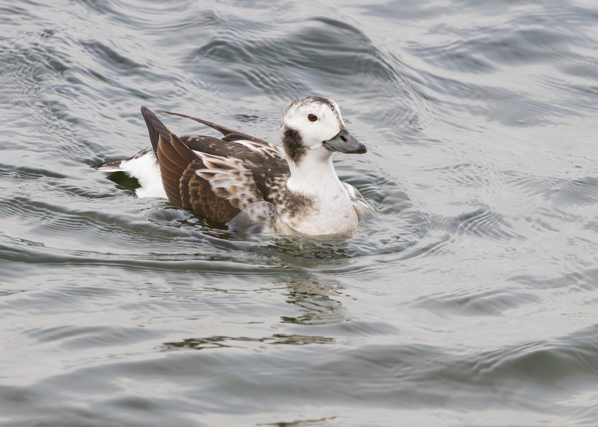 Long-tailed Duck - ML615775496