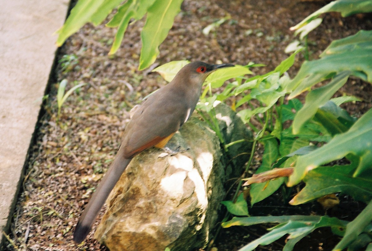 Hispaniolan Lizard-Cuckoo - Carsten Sekula