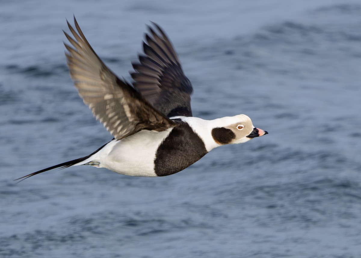 Long-tailed Duck - ML615775584