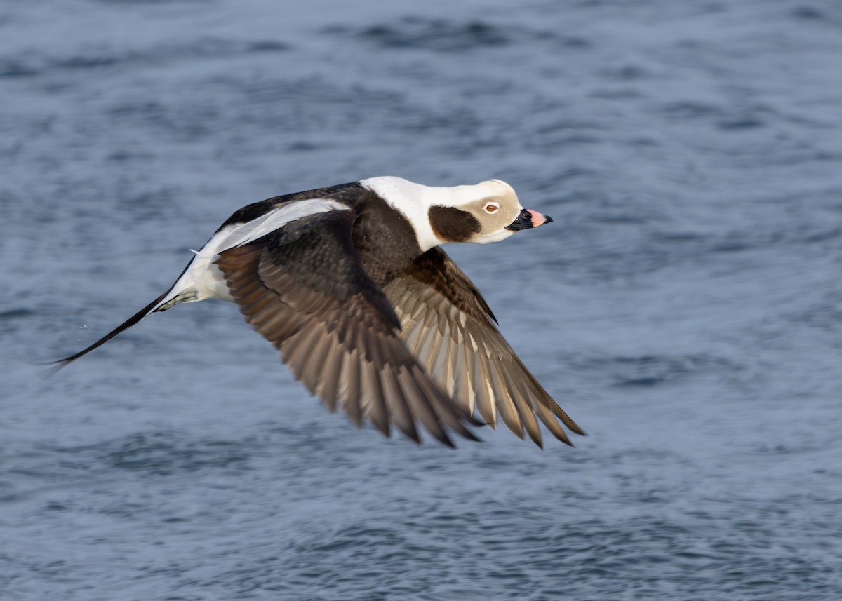 Long-tailed Duck - ML615775585