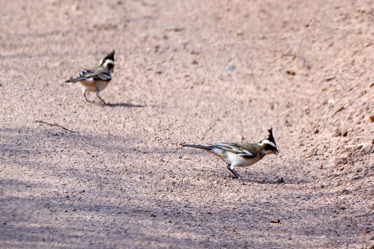 Black-crested Finch - ML615775604