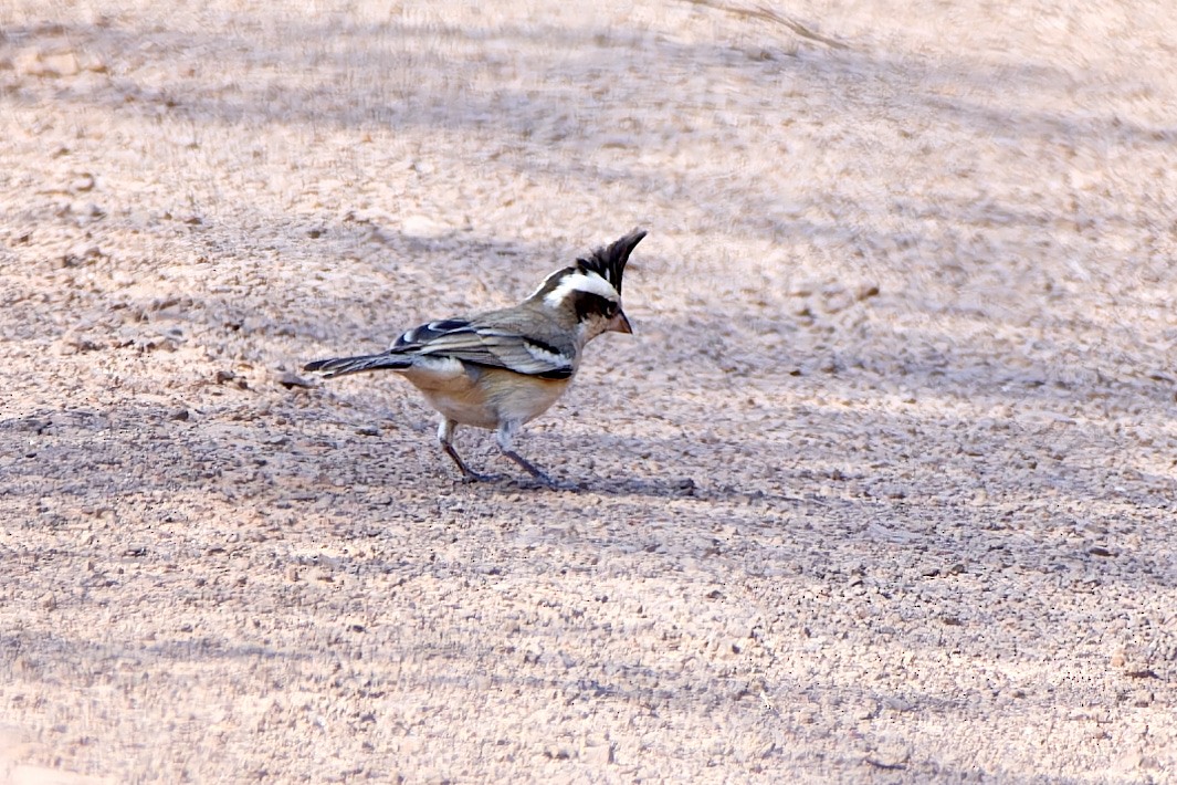 Black-crested Finch - ML615775609