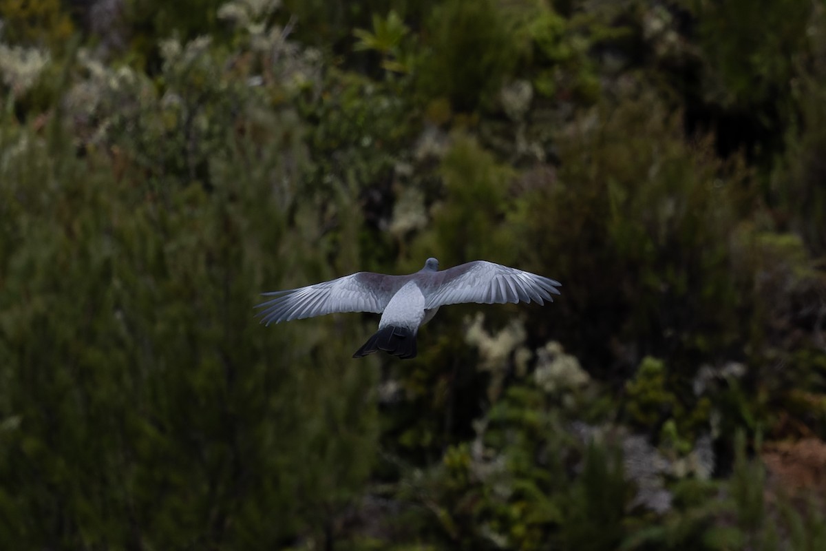 Chatham Island Pigeon - ML615775626