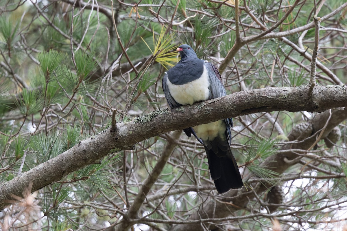 Chatham Island Pigeon - ML615775628