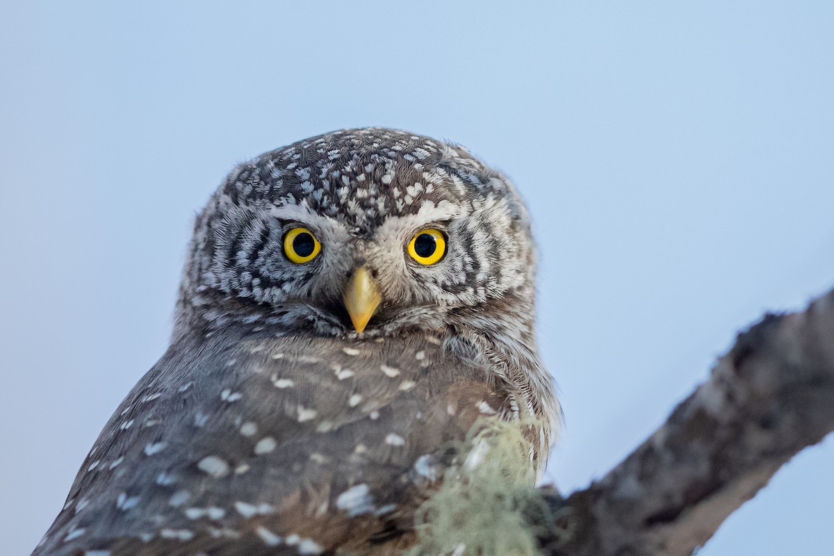 Eurasian Pygmy-Owl - ML615775821
