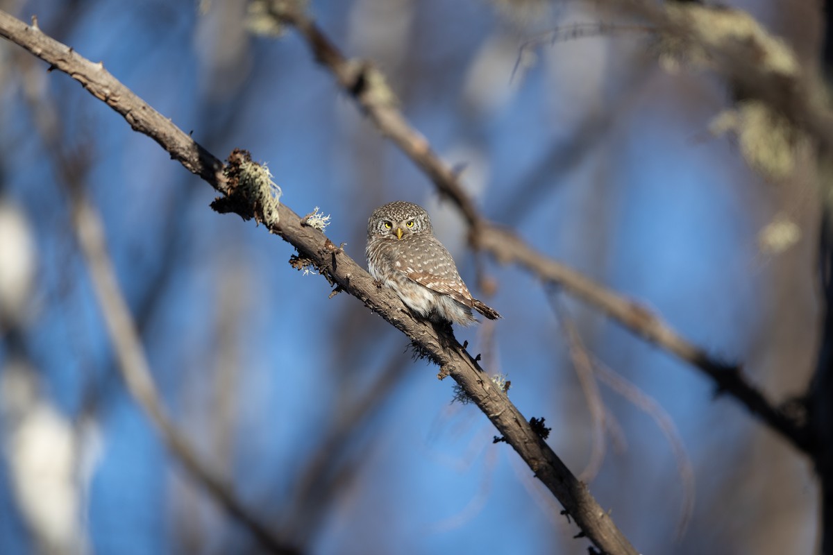 Eurasian Pygmy-Owl - ML615775825