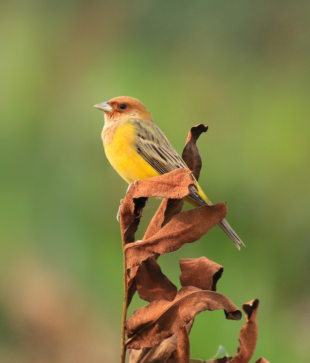Red-headed Bunting - ML615775937