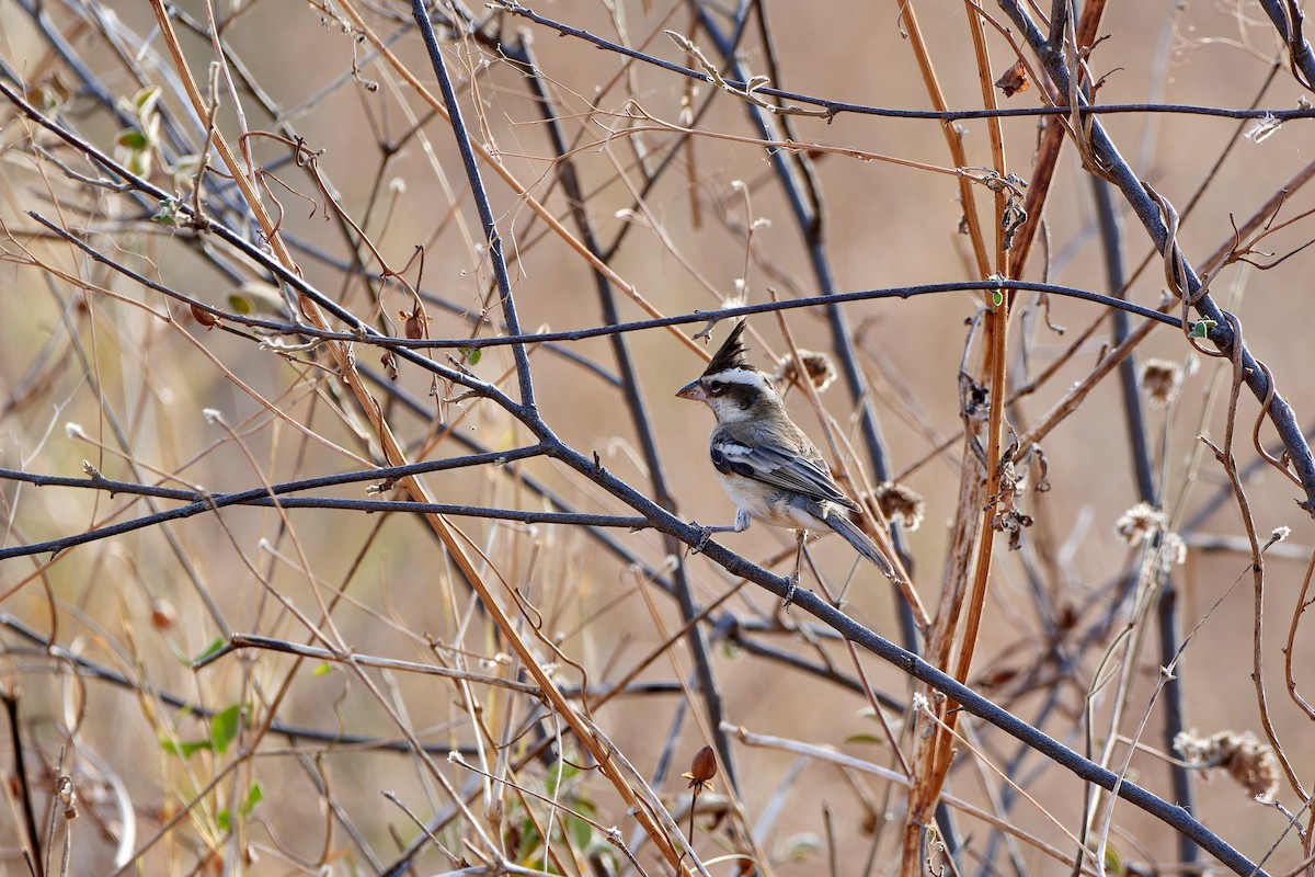 Black-crested Finch - ML615776145