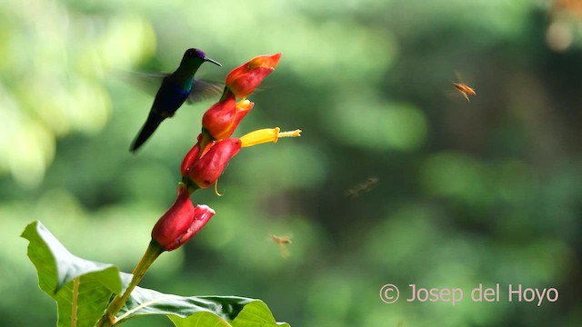 kolibřík vidloocasý - ML615776204