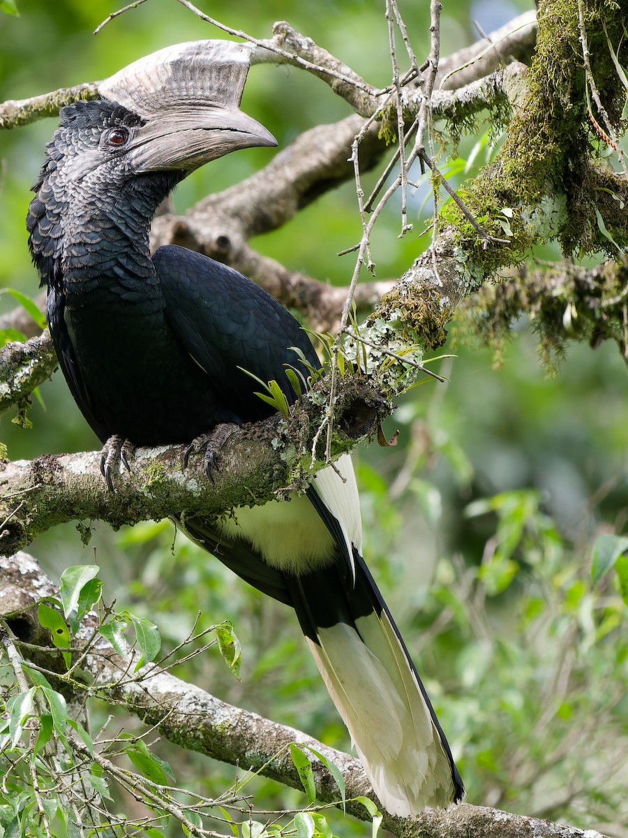 Black-and-white-casqued Hornbill - Michael Zieger