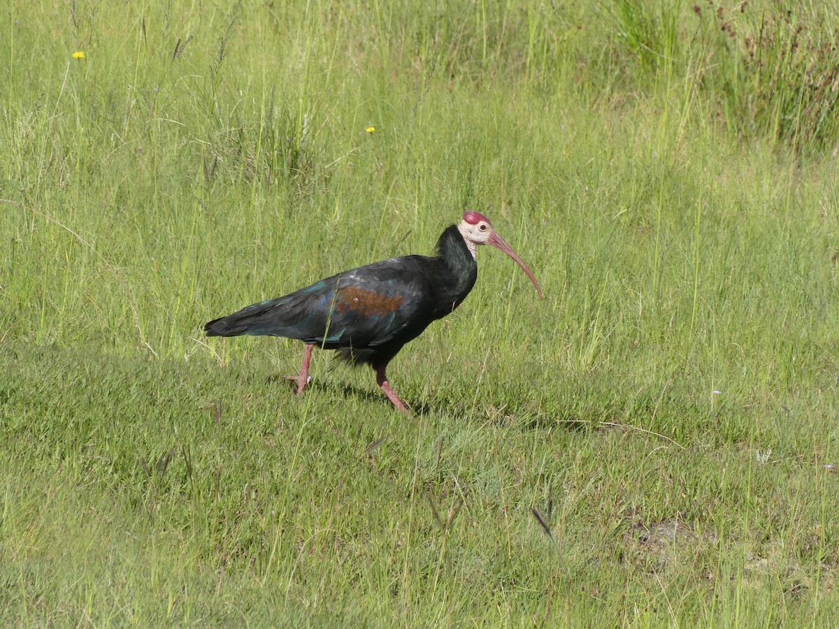ibis jihoafrický - ML615776325