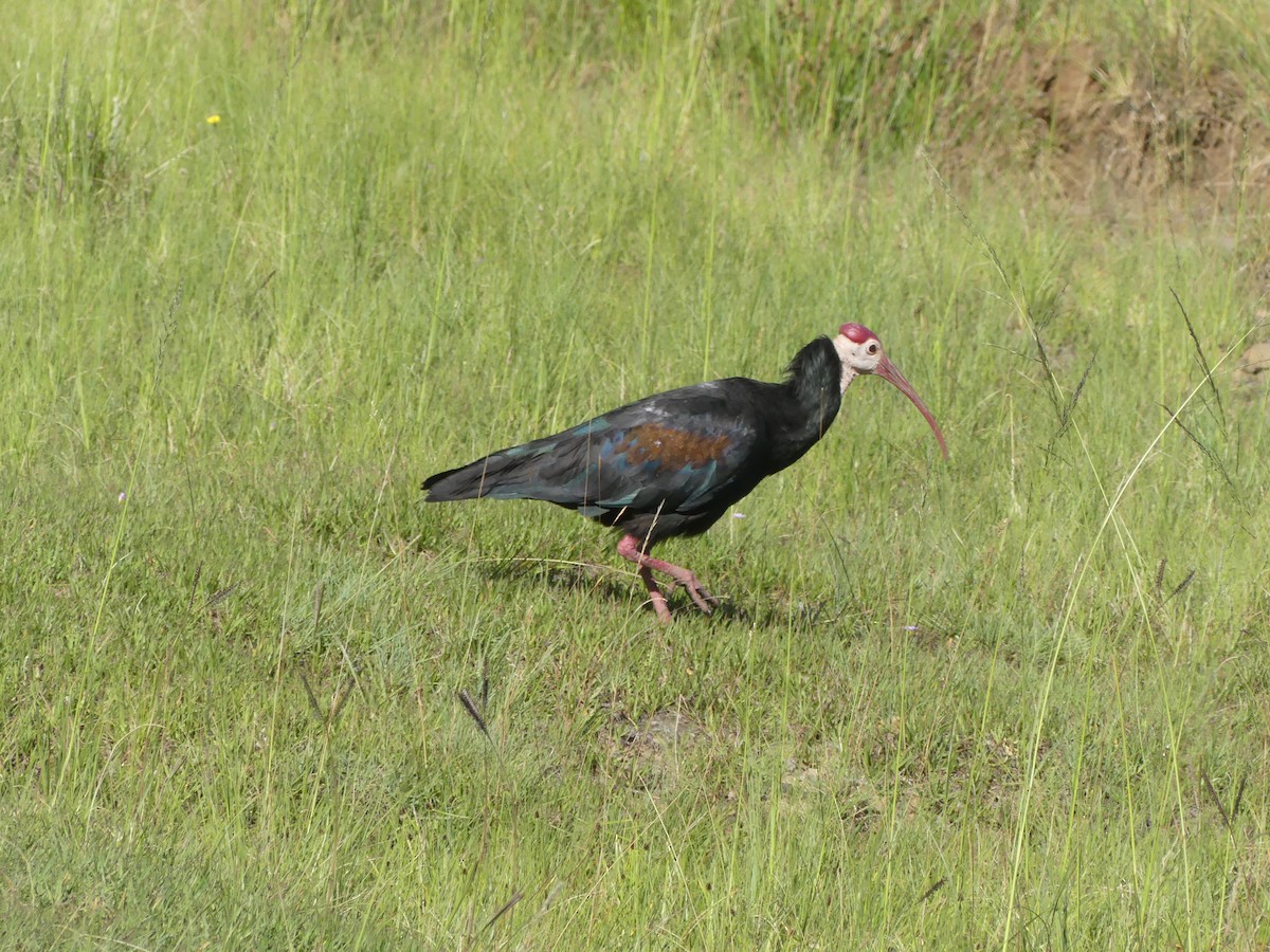 ibis jihoafrický - ML615776327