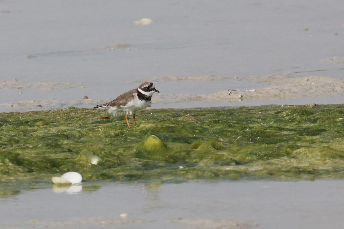 Common Ringed Plover - ML615776383