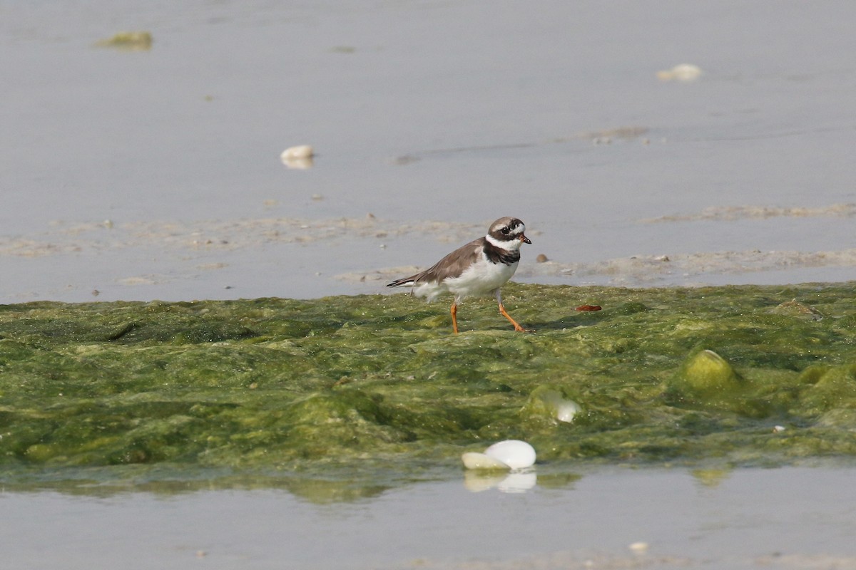 Common Ringed Plover - ML615776384
