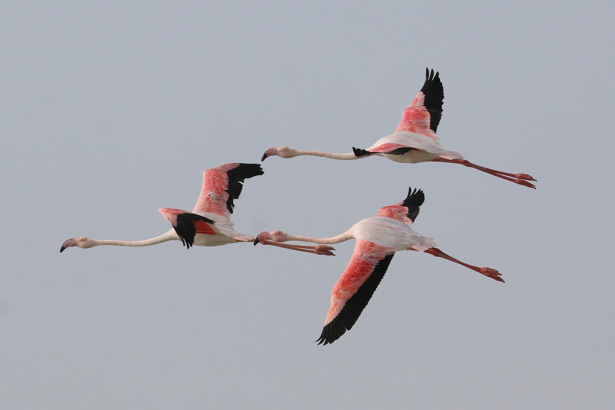 Greater Flamingo - ML615776388