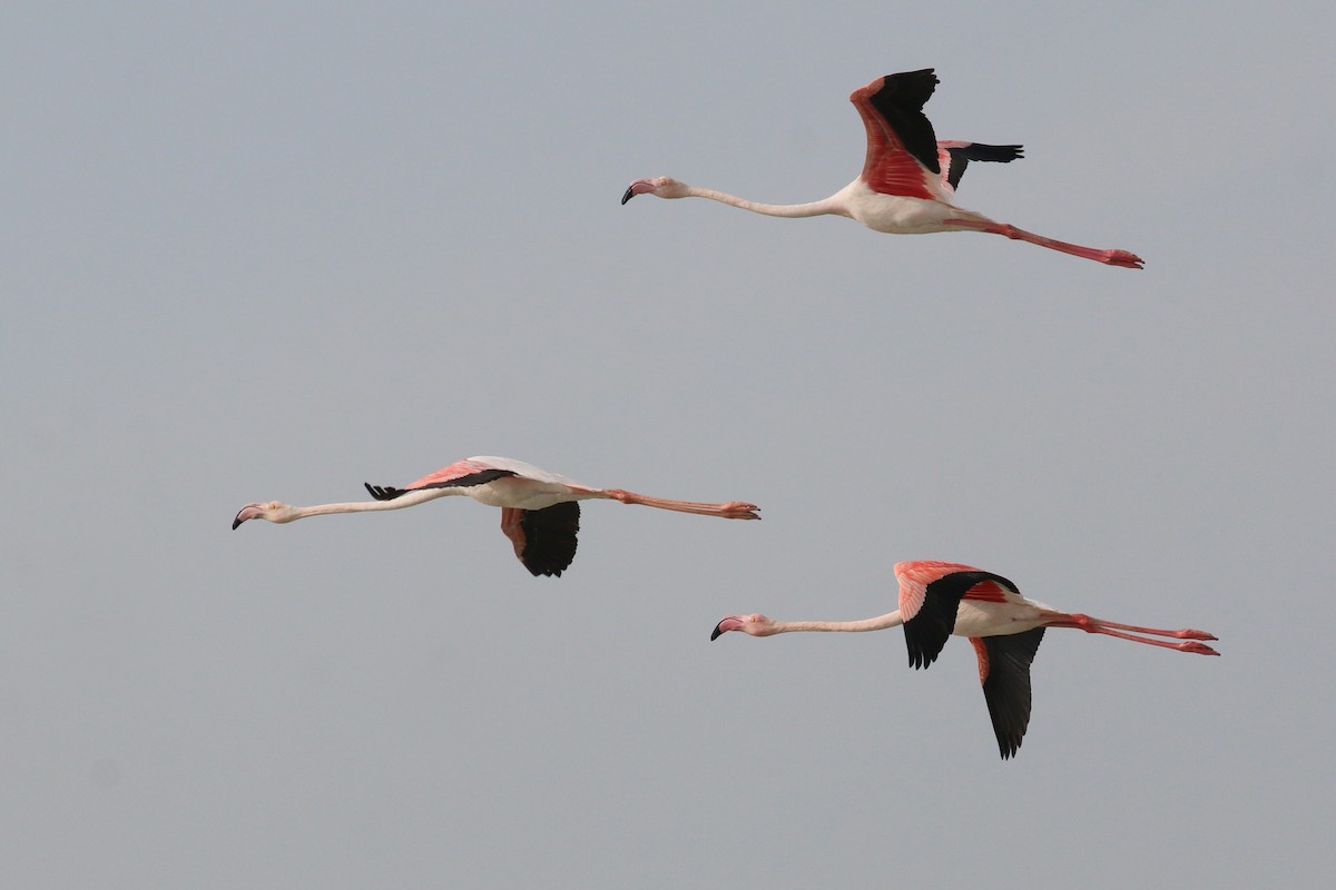Greater Flamingo - ML615776391