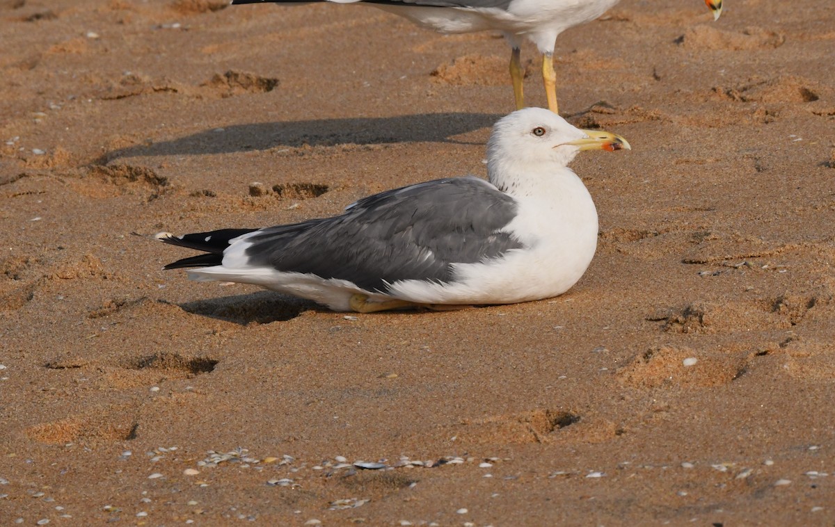 Lesser Black-backed Gull - mathew thekkethala