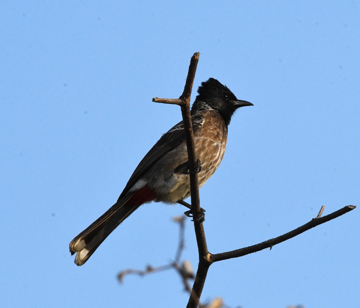 Red-vented Bulbul - ML615776550