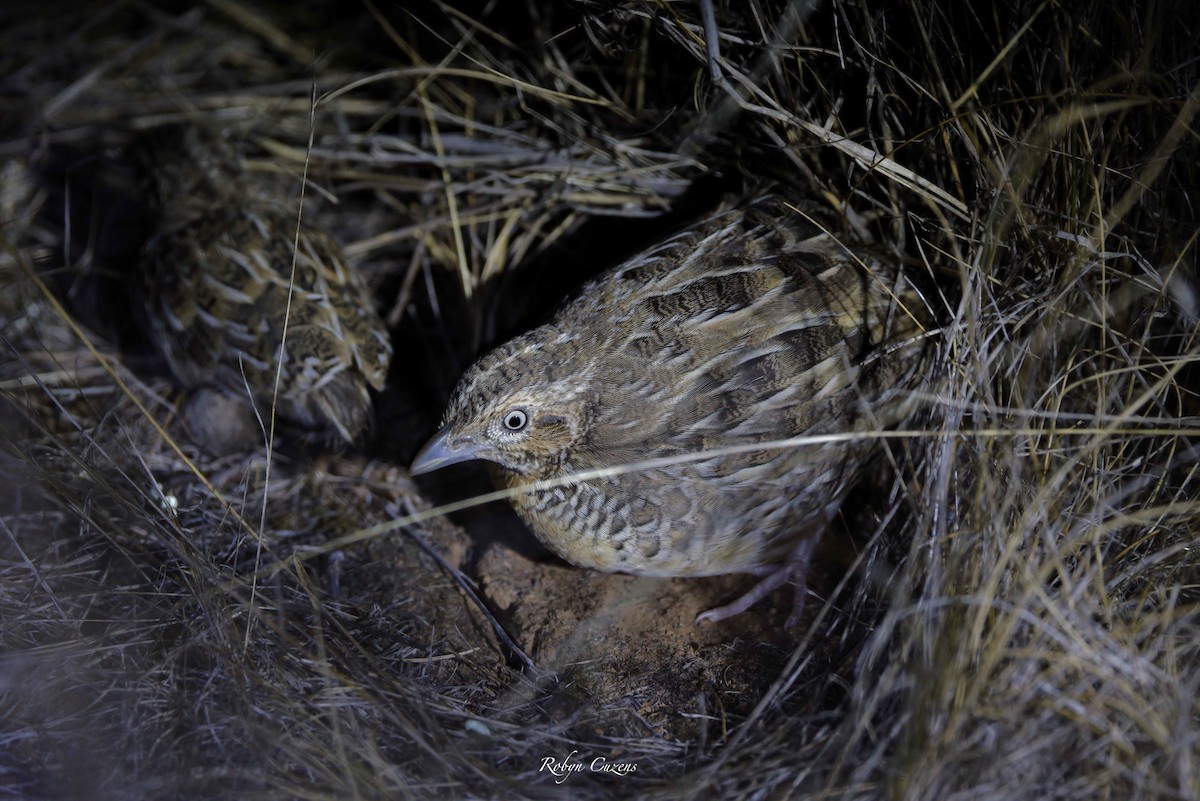 Red-chested Buttonquail - ML615776762