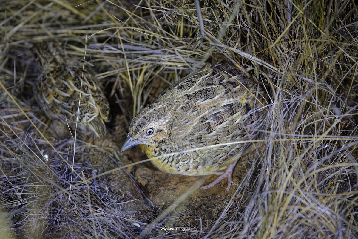 Red-chested Buttonquail - ML615776764