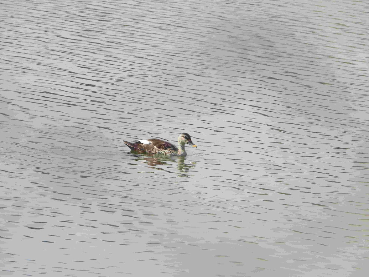 Indian Spot-billed Duck - ML615777096