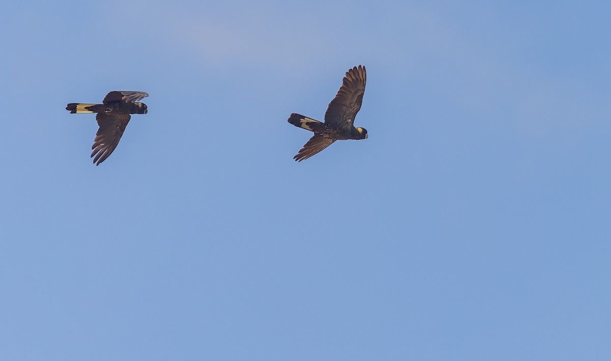 Yellow-tailed Black-Cockatoo - ML615777114