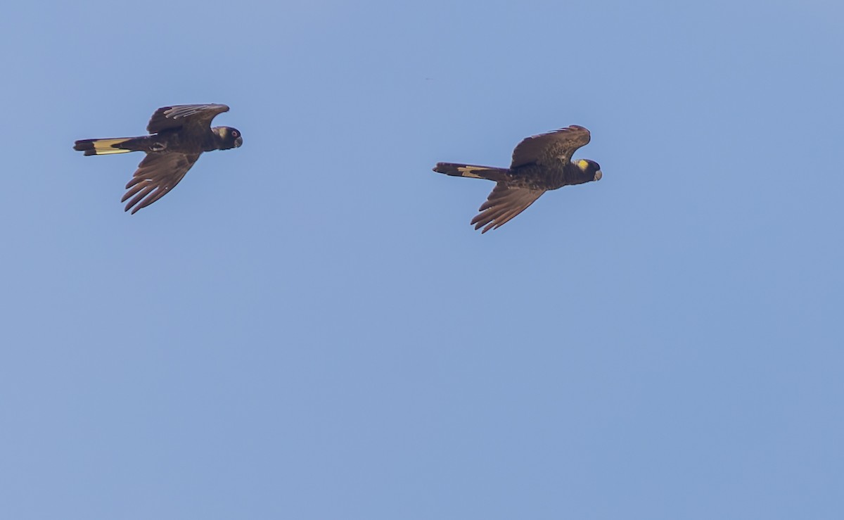 Yellow-tailed Black-Cockatoo - ML615777115