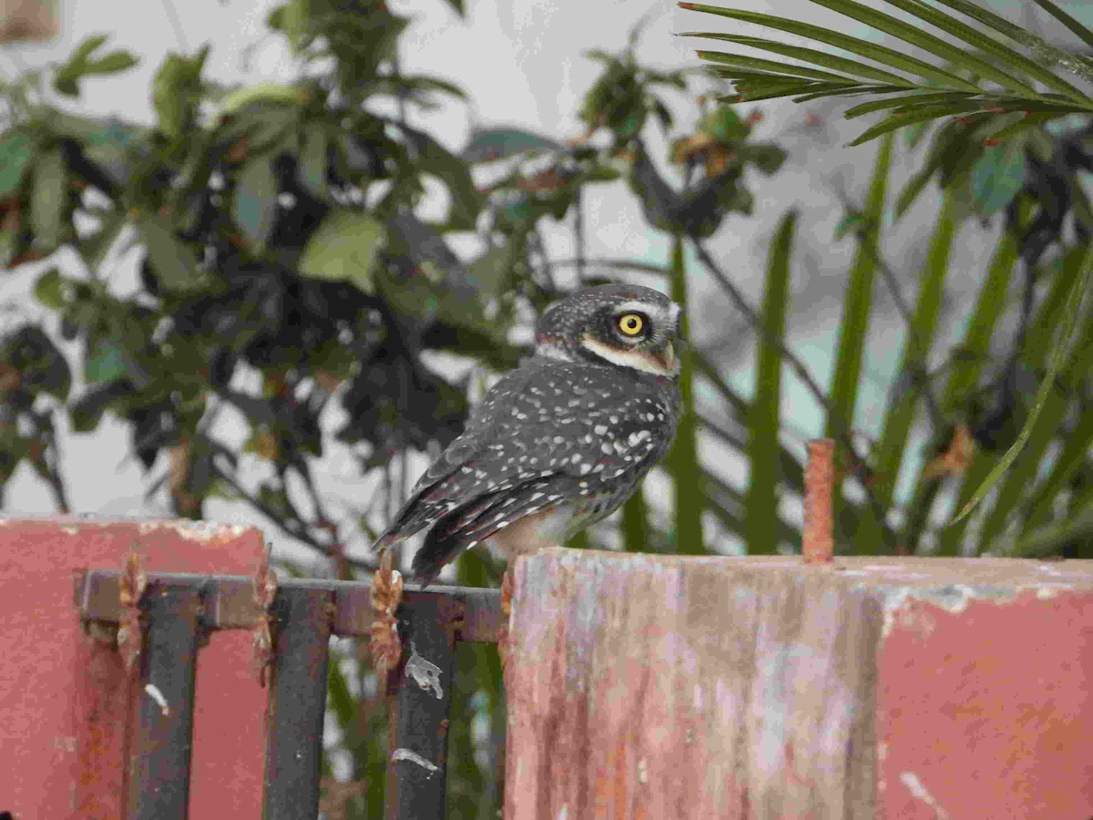 Spotted Owlet - ML615777147