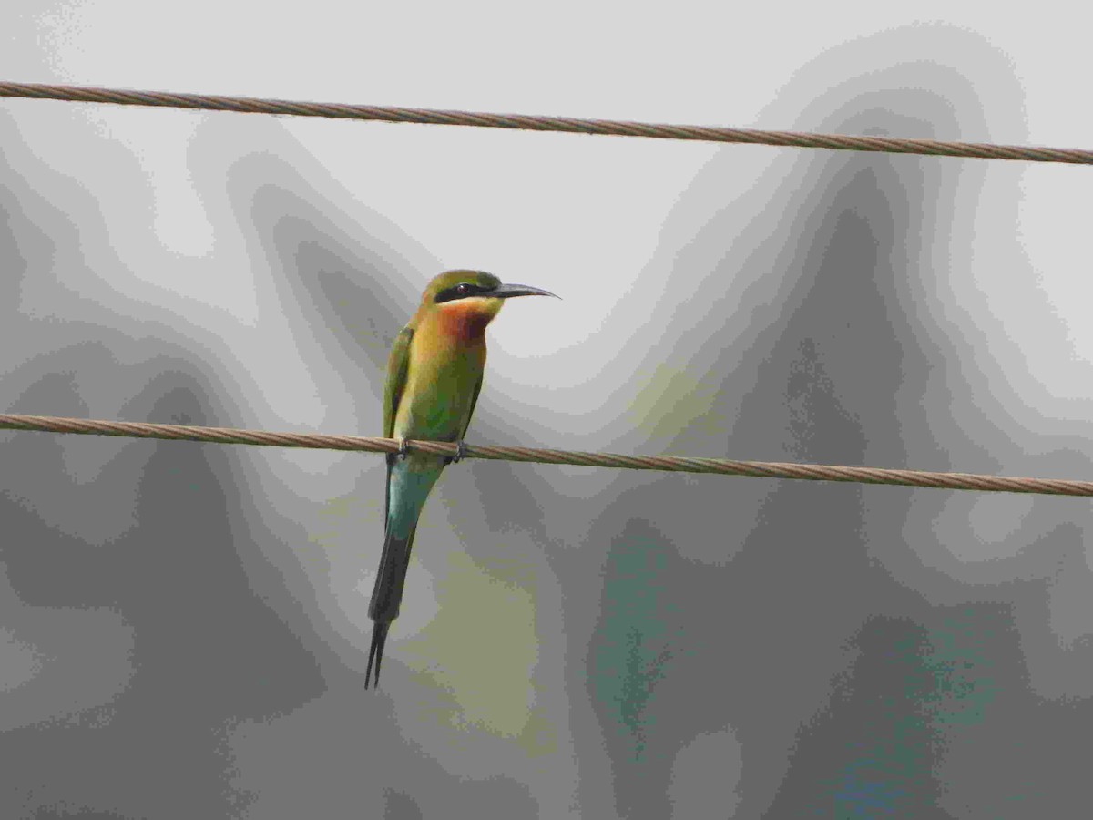 Blue-tailed Bee-eater - ML615777150