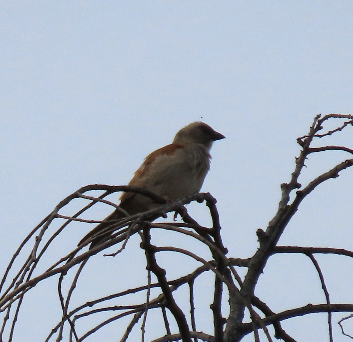 Northern Gray-headed Sparrow - ML615777166