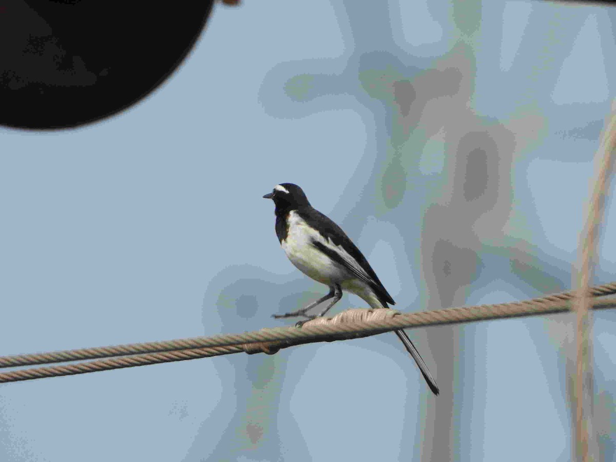 White-browed Wagtail - ML615777184