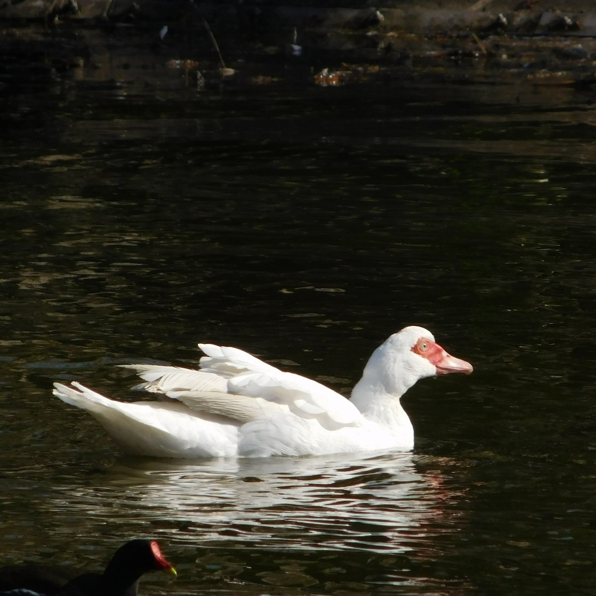 Muscovy Duck (Domestic type) - ML615777244