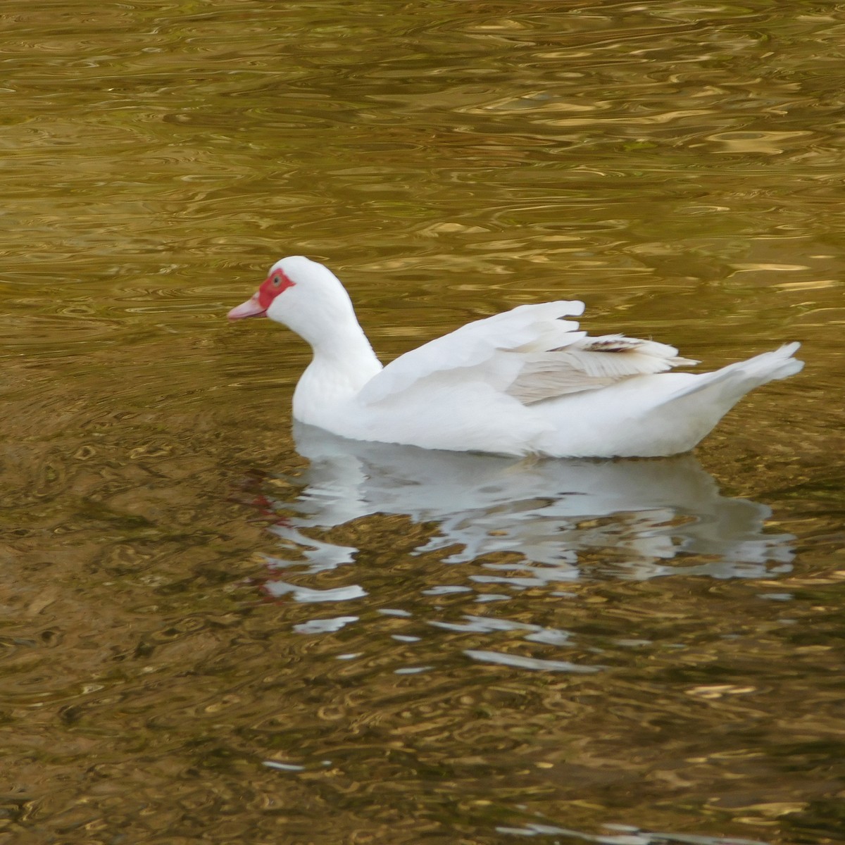Muscovy Duck (Domestic type) - ML615777248