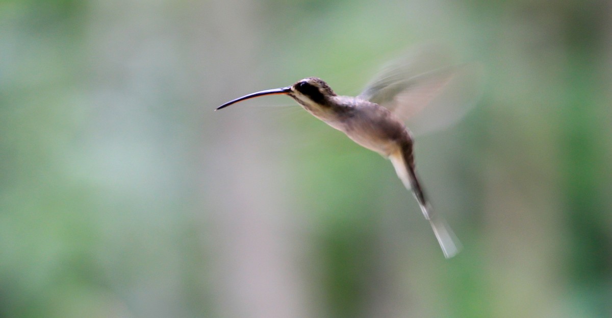 Pale-bellied Hermit - Brian Small
