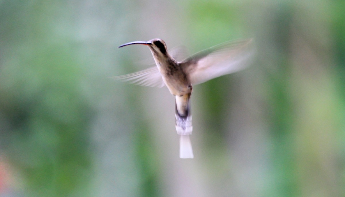 Pale-bellied Hermit - Brian Small