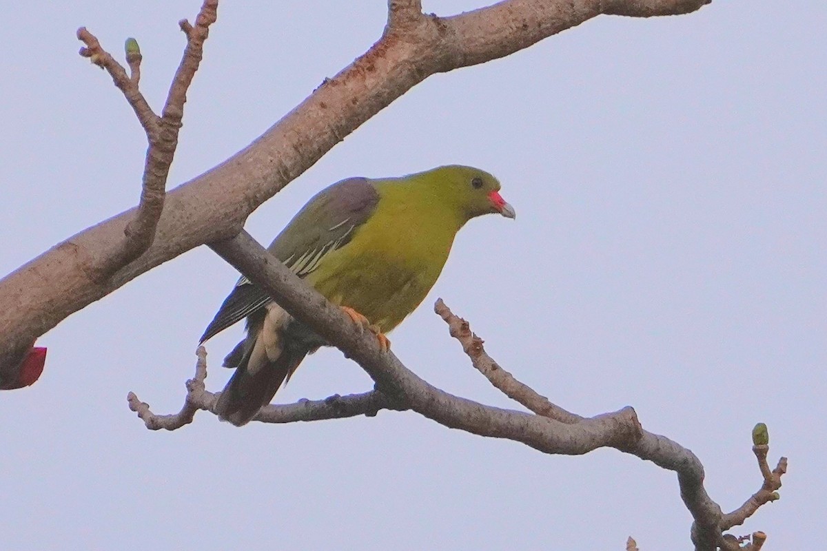 African Green-Pigeon - ML615777348