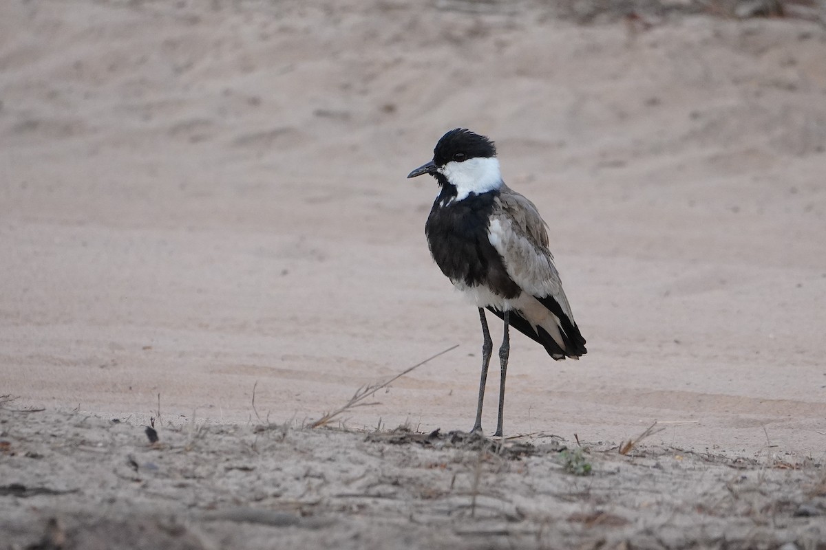 Spur-winged Lapwing - ML615777533