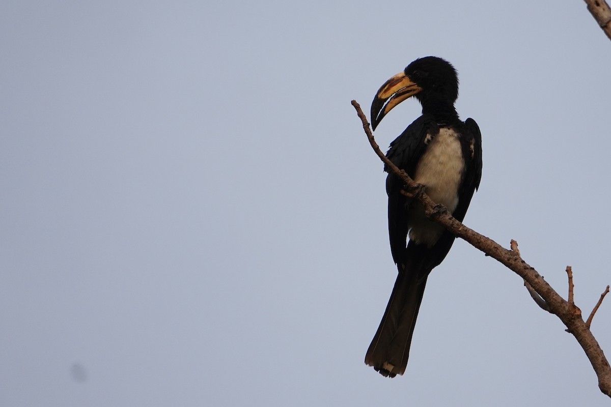 West African Pied Hornbill - Ben Costamagna