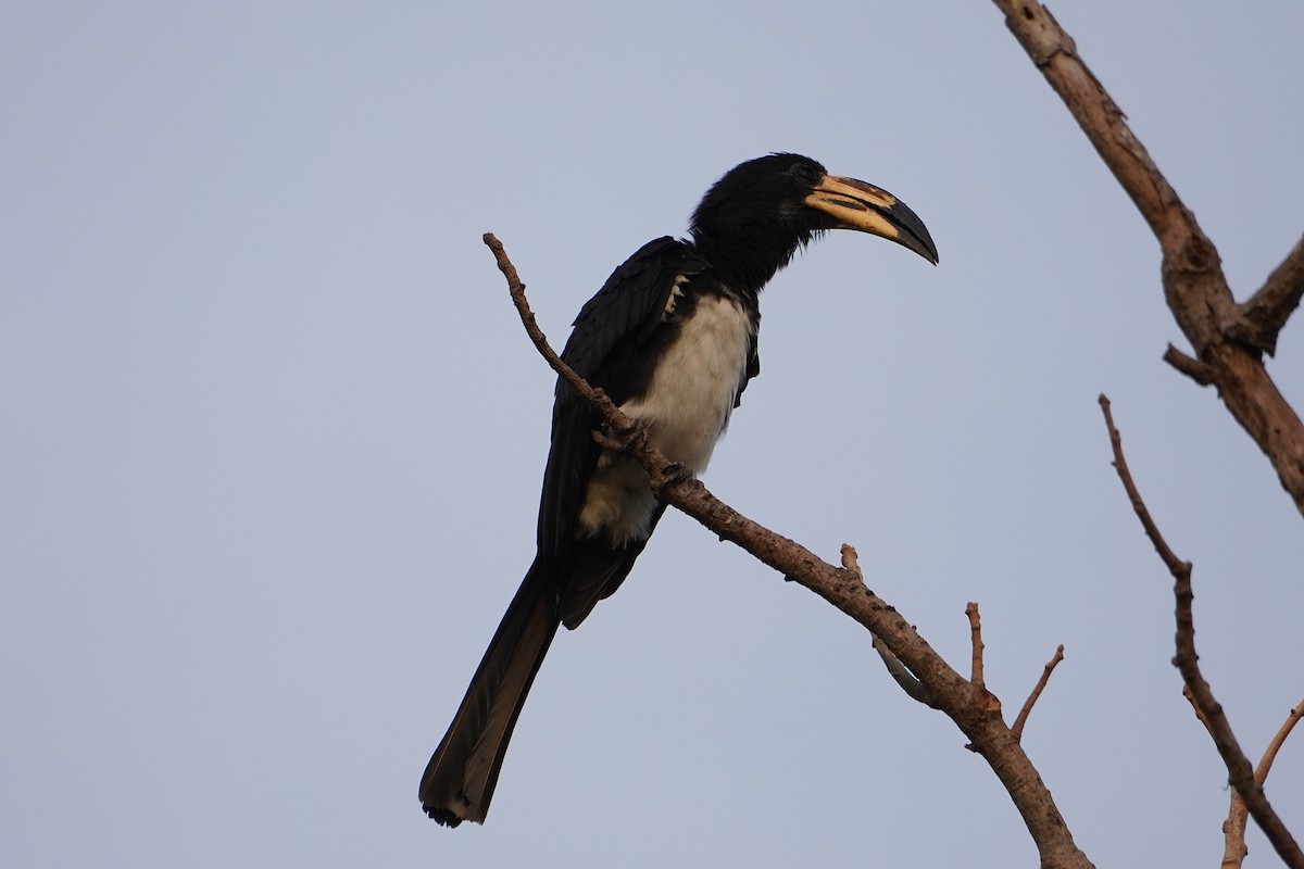 West African Pied Hornbill - ML615777578